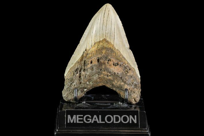 Fossil Megalodon Tooth - North Carolina #109816